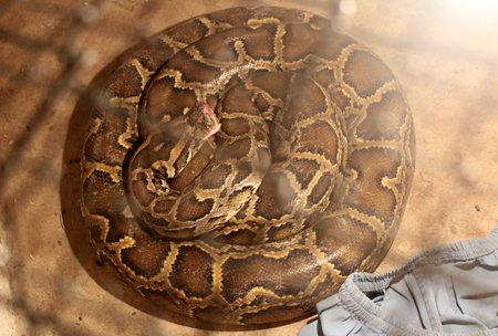 Thờ[-]trăn[-]trong[-]nhà[-]vì[-]tin[-]đó[-]là[-]hiện[-]thân[-]của[-]con[-]trai[-]2